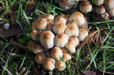 Ormanda mantar, yakın görüş.