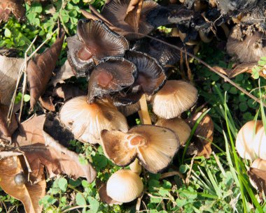 Yerde büyüyen mantarların yakın plan çekimi.