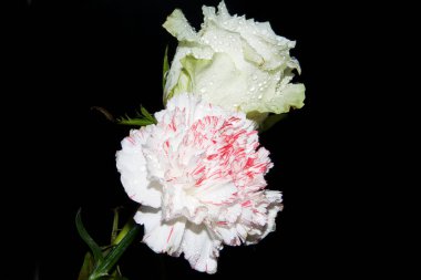 Koyu arkaplanda güzel çiçekler, yaz konsepti, yakın manzara  