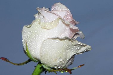 Gökyüzünde güzel bir çiçek, yaz konsepti, yakın manzara  