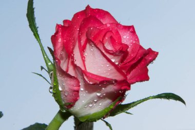 Gökyüzünde güzel bir çiçek, yaz konsepti, yakın manzara  