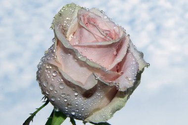 Gökyüzünde güzel bir çiçek, yaz konsepti, yakın manzara  