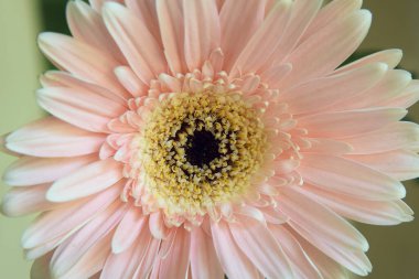 Güzel çiçeklerin açtığı yere yakın.