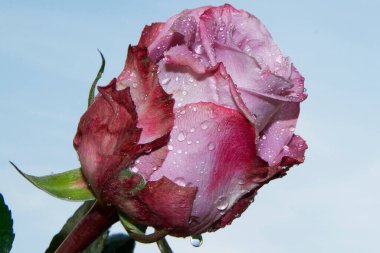 Gökyüzünde güzel bir çiçek, yaz konsepti, yakın manzara  