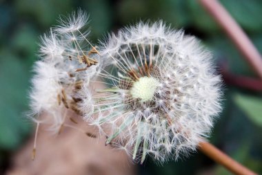 Koyu arkaplanda güzel bir çiçek, yaz konsepti, yakın görüş  
