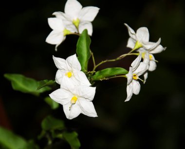 Güneşli yaz gününde bahçede yetişen güzel çiçekler. 