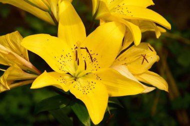 Koyu arkaplanda güzel çiçekler, yaz konsepti, yakın manzara  