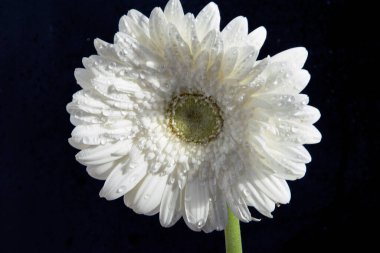 Koyu arkaplanda güzel bir çiçek, yaz konsepti, yakın görüş  