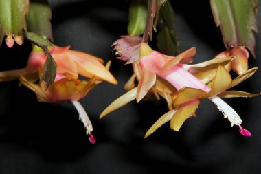 Güzel çiçeklerin açtığı yere yakın.