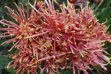 Güzel çiçeklerin açtığı yere yakın.