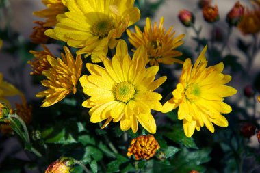 Güneşli yaz gününde bahçede yetişen güzel çiçekler. 