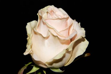 Koyu arkaplanda güzel bir gül, yaz konsepti, yakın görüş  