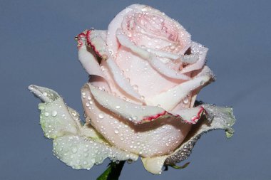 Gökyüzünde güzel bir çiçek, yaz konsepti, yakın manzara  