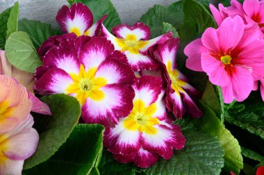 Bulanık arkaplanda güzel çuha çiçekleri bahar konsepti, yakın görüş  