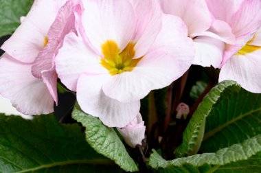 Bir buket güzel çiçek, yaz konsepti, yakın manzara.   