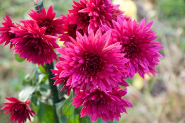 Güneşli yaz gününde bahçede yetişen güzel çiçekler. 