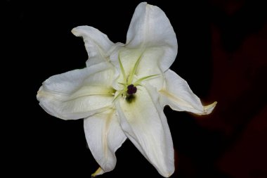 Koyu arkaplanda güzel bir çiçek, yaz konsepti, yakın görüş  