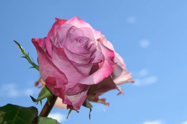 Gökyüzü arka planında güzel güller, bahar konsepti, yakın manzara  