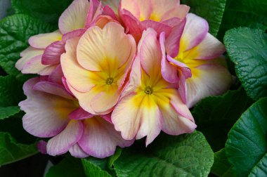 Bulanık arkaplanda güzel çuha çiçekleri bahar konsepti, yakın görüş  