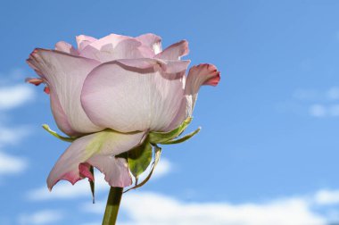 Gökyüzü arka planında güzel bir gül, bahar konsepti, yakın görüş  