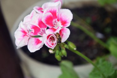 Güzel çiçeklerin açtığı yere yakın.