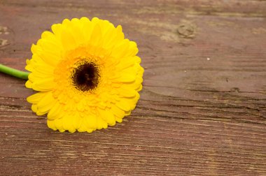 Tahta arka planda güzel gerbera çiçeği, bahar konsepti, yakın görüş   