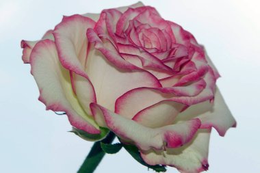 Gökyüzünde güzel bir çiçek, yaz konsepti, yakın manzara  