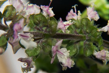 Koyu arka planda güzel çiçekli ağaç dalları, bahar konsepti, yakın görüş  