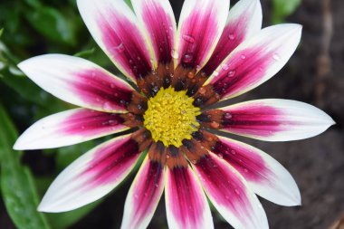 Güzel çiçeklerin açtığı yere yakın.