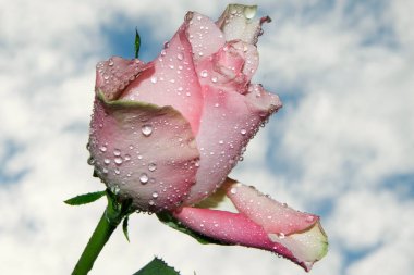 Gökyüzünde güzel bir çiçek, yaz konsepti, yakın manzara  