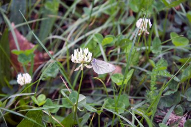 Güneşli yaz gününde bahçede yetişen güzel çiçekler. 