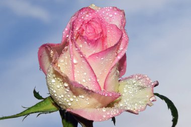 Gökyüzünde güzel bir çiçek, yaz konsepti, yakın manzara  