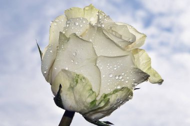 Gökyüzünde güzel bir çiçek, yaz konsepti, yakın manzara  