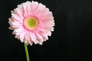 Koyu arkaplanda güzel Gerbera çiçeği, bahar konsepti, yakın görüş  