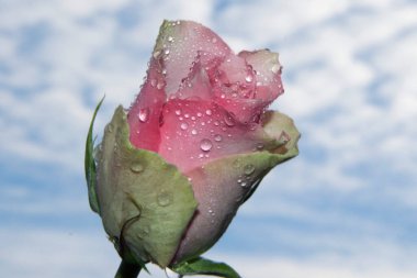 Gökyüzünde güzel bir çiçek, yaz konsepti, yakın manzara  