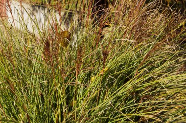 Güneşli yaz gününde bahçede büyüyen bitkilerin manzarası 