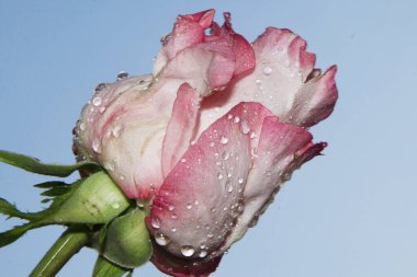 Gökyüzünde güzel bir çiçek, yaz konsepti, yakın manzara  