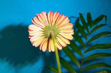 Renkli arka planda güzel Gerbera çiçeği ve yaprağı, yaz konsepti, yakın görüş  