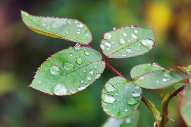 Su damlalı yeşil yaprakların manzarası, yakın görüş 