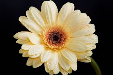 Koyu arkaplanda güzel bir çiçek, yaz konsepti, yakın görüş  