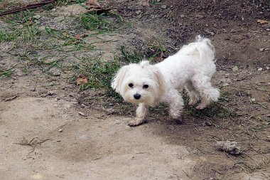 Tatlı köpek yaz günü dışarıda eğleniyor.