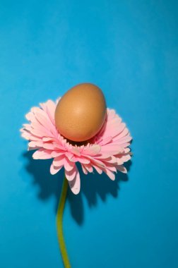 Renkli arka planda Paskalya yumurtası olan güzel Gerbera çiçeği, Mutlu Paskalya konsepti, yakın görüş   