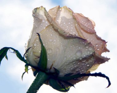 Güzel gül çiçeği, kapat