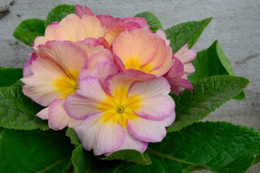 Bulanık arkaplanda güzel çuha çiçekleri bahar konsepti, yakın görüş  