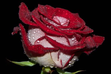 Koyu arkaplanda güzel bir çiçek, yaz konsepti, yakın görüş  