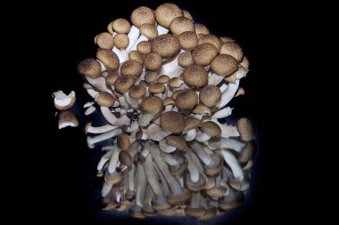 Siyah masa arkasındaki mantarların yakın plan çekimi. 