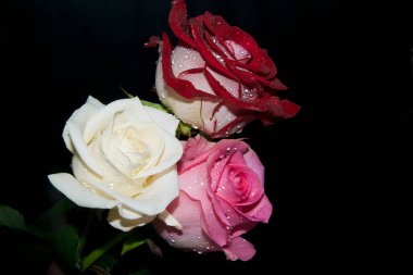 Koyu arkaplanda güzel güller, bahar konsepti, yakın görüş.  