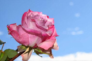 Gökyüzü arka planında güzel bir gül, bahar konsepti, yakın görüş  