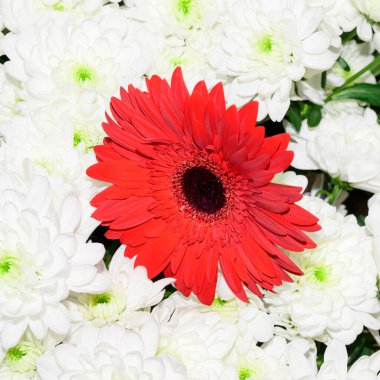 Bir buket güzel çiçek, yaz konsepti, yakın manzara.   