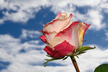 Gökyüzü arka planında güzel bir gül, bahar konsepti, yakın görüş  